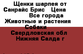 Щенки шарпея от Санрайс Брис › Цена ­ 30 000 - Все города Животные и растения » Собаки   . Свердловская обл.,Нижняя Салда г.